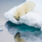点击查看图片 北极 To the Arctic 3D