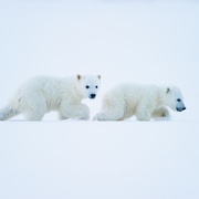 点击查看图片 北极 To the Arctic 3D