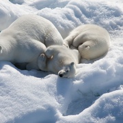 点击查看图片 北极 To the Arctic 3D