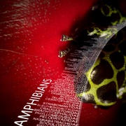 点击查看图片 动物的崛起:脊椎动物的胜利 David Attenborough's Rise of Animals: Triumph of the Vertebrates