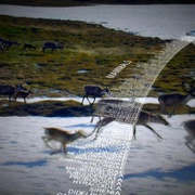 点击查看图片 动物的崛起:脊椎动物的胜利 David Attenborough's Rise of Animals: Triumph of the Vertebrates