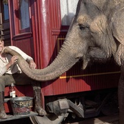 点击查看图片 大象的眼泪 Water for Elephants