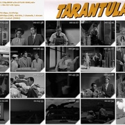 狼蛛 Tarantula
