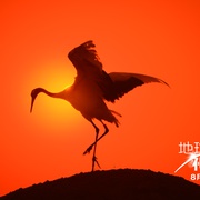 地球：神奇的一天 Earth: One Amazing Day