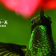 地球：神奇的一天 Earth: One Amazing Day
