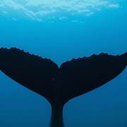 点击查看图片 座头鲸 Humpback Whales