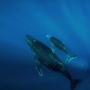 点击查看图片 座头鲸 Humpback Whales