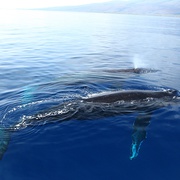 点击查看图片 座头鲸 Humpback Whales