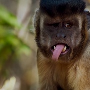 荒野间谍 第一季 Spy in the Wild Season 1