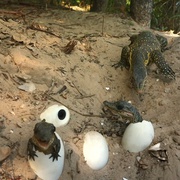 荒野间谍 第一季 Spy in the Wild Season 1