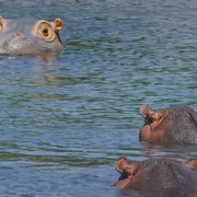 荒野间谍 第一季 Spy in the Wild Season 1