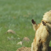 荒野间谍 第一季 Spy in the Wild Season 1