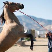 点击查看图片 野马 The Mustang