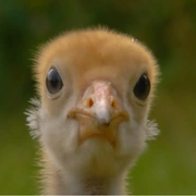 点击查看图片 鸟瞰地球 Earthflight