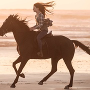 点击查看图片 黑神驹 Black Beauty