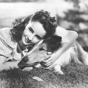点击查看图片 灵犬莱西 Lassie Come Home