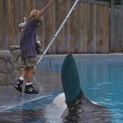 点击查看图片 人鱼童话 Free Willy