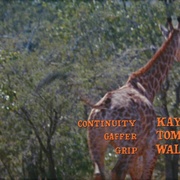生来自由 Born Free