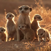 点击查看图片 蒙哥 The Meerkats