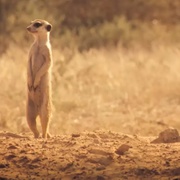 点击查看图片 蒙哥 The Meerkats