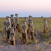 点击查看图片 蒙哥 The Meerkats