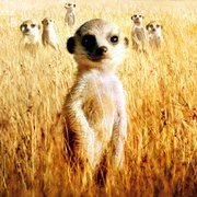 点击查看图片 蒙哥 The Meerkats