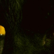黑猫 The Black Cat