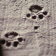 黑猫 The Black Cat