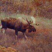 点击查看图片 荒野独居 Alone in the Wilderness