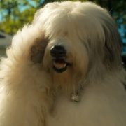点击查看图片 猫狗大战 Cats & Dogs