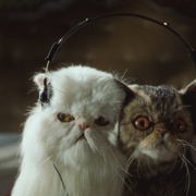 点击查看图片 猫狗大战 Cats & Dogs