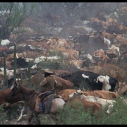 点击查看图片 牛仔路漫漫 The Culpepper Cattle Co.