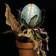 异形奇花 Little Shop of Horrors
