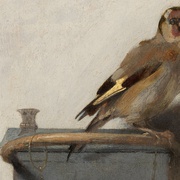 点击查看图片 金翅雀 The Goldfinch