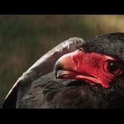 裸杀万里追 The Naked Prey