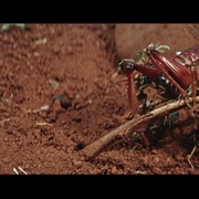 裸杀万里追 The Naked Prey