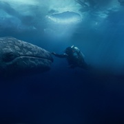 点击查看图片 鲸奇 Big Miracle