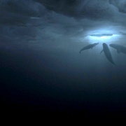 点击查看图片 鲸奇 Big Miracle