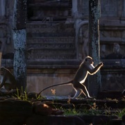 点击查看图片 猴子王国 Monkey Kingdom