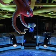 点击查看图片 海底总动员2:多莉去哪儿 Finding Dory