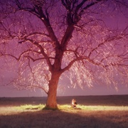 等待奇迹降临 Waiting for the Miracle to Come