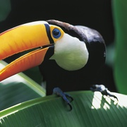 点击查看图片 亚马逊萌猴奇遇记 Amazonia
