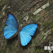 点击查看图片 亚马逊萌猴奇遇记 Amazonia