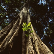点击查看图片 亚马逊萌猴奇遇记 Amazonia