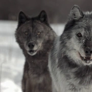 点击查看图片 野性黄石公园 Wild Yellowstone