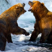 点击查看图片 野性黄石公园 Wild Yellowstone