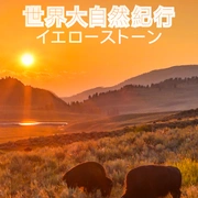 点击查看图片 野性黄石公园 Wild Yellowstone