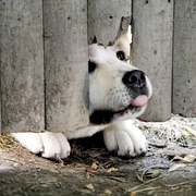 点击查看图片 忠犬八公的故事 Hachi: A Dog's Tale