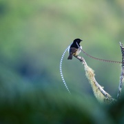 与鸟共舞 Dancing with the Birds