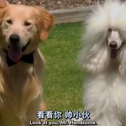 点击查看图片 妙狗牵手圣诞节 a christmas wedding tail